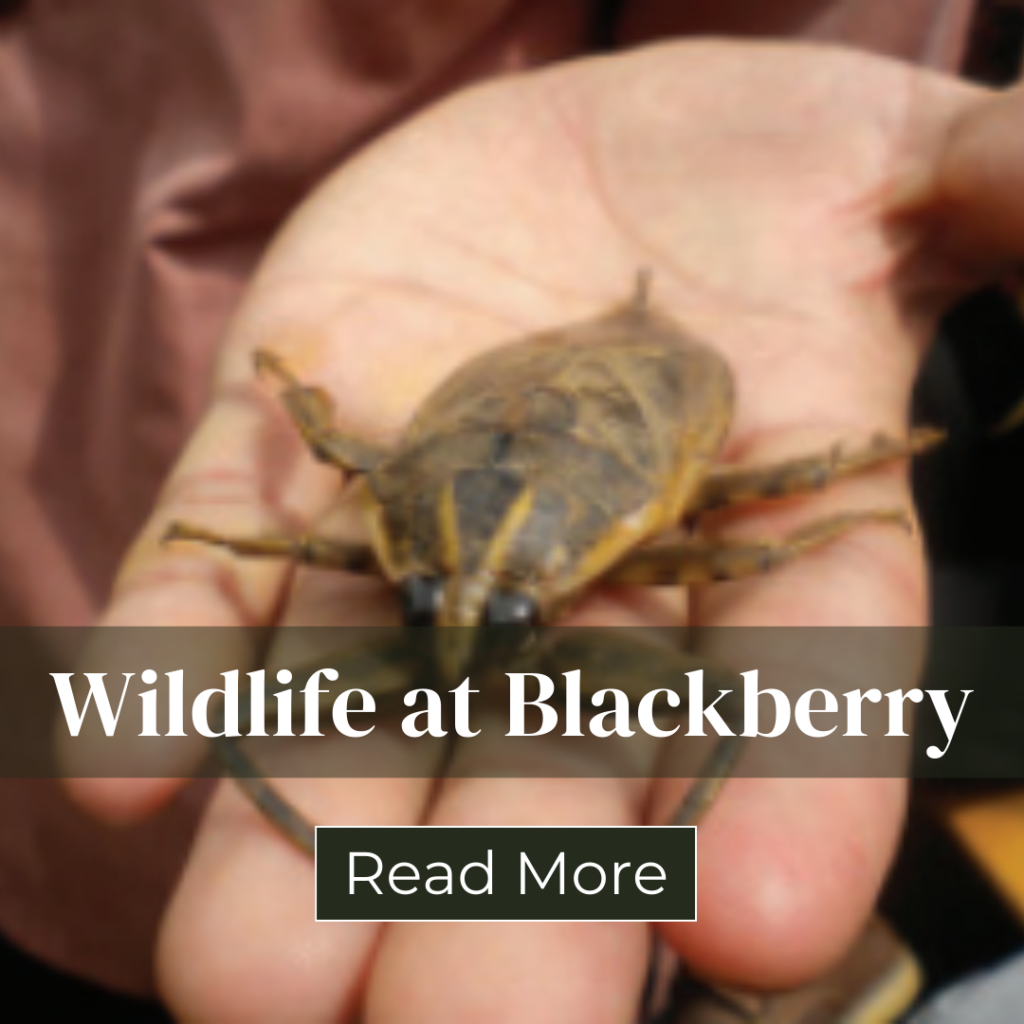 Wildlife at Blackberry