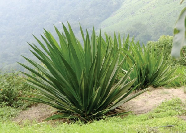 Agave