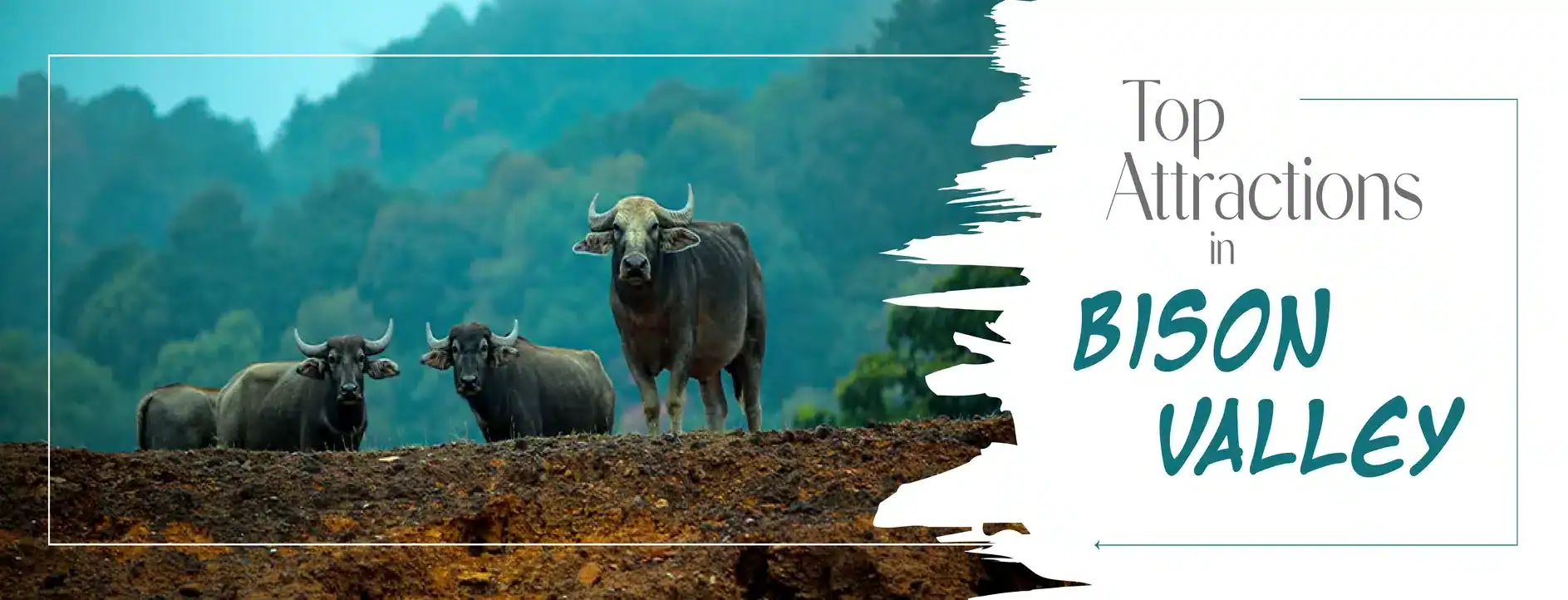 Bison-valley-munnar