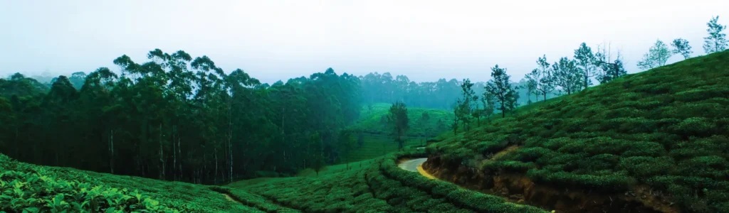 Bison Valley: Attractions, Weather, Viewpoints Near Munnar