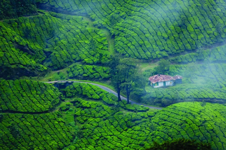 bison valley Munnar Tea gardens