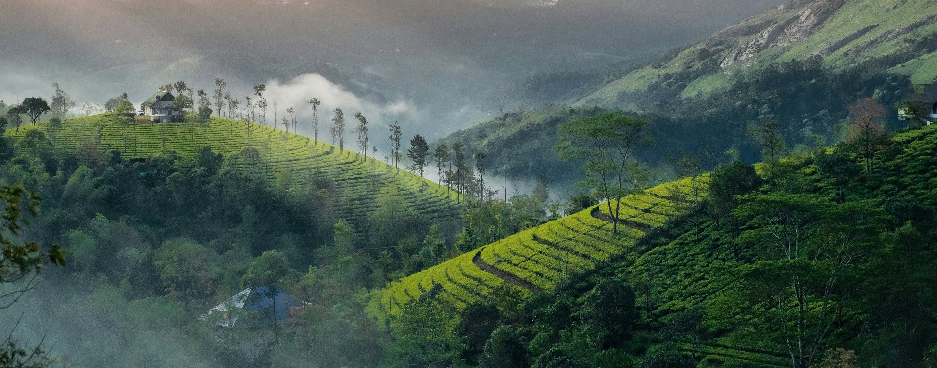 Munnar hills and mountain landscape
