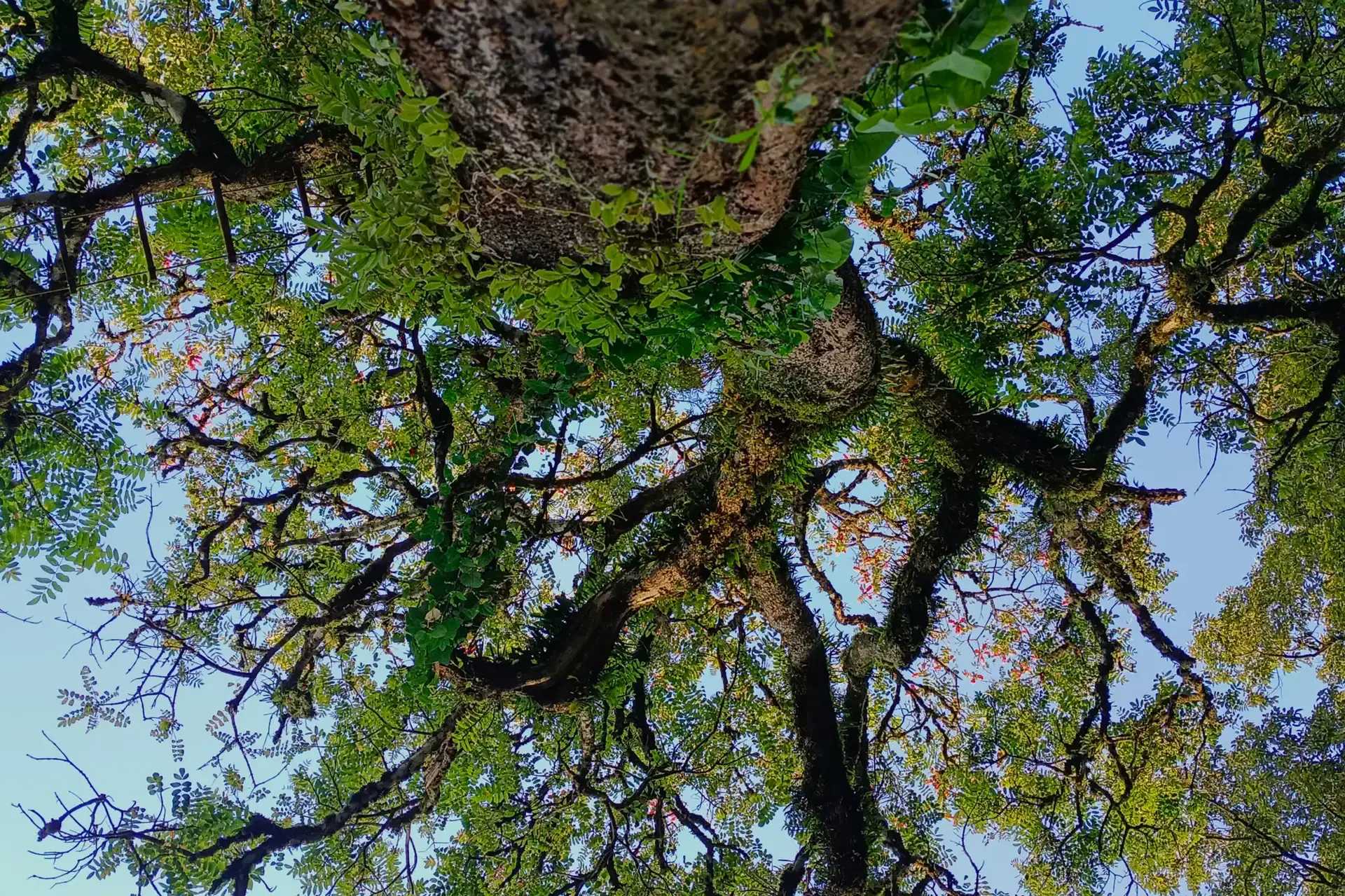 Trees and vegetation at Blackberry Hills Munnar