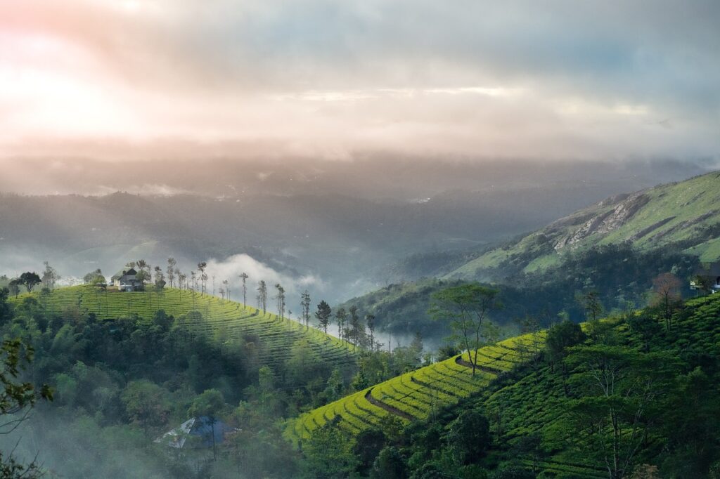 Munnar-plantation-in-snowfall-Kashmir of South India