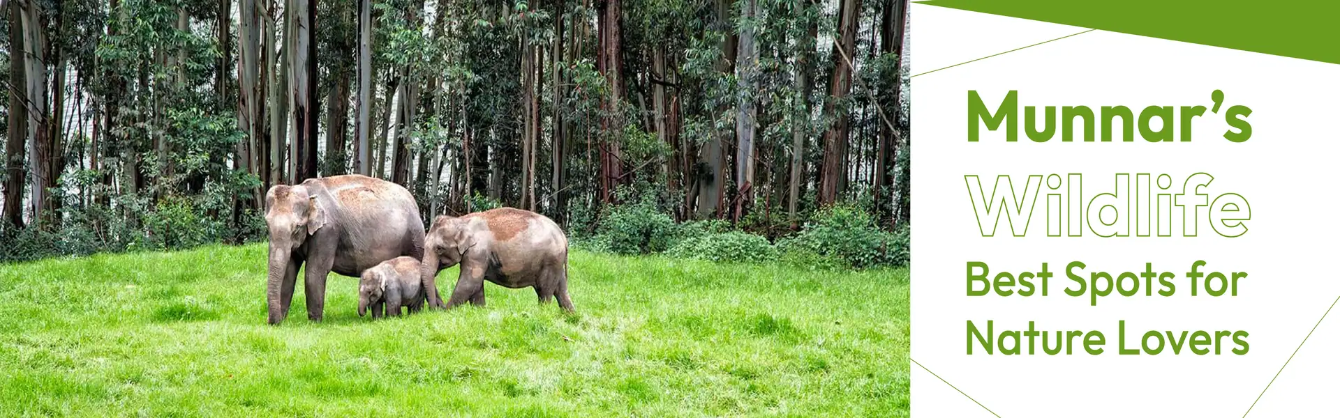 Munnar Wildlife 1 1
