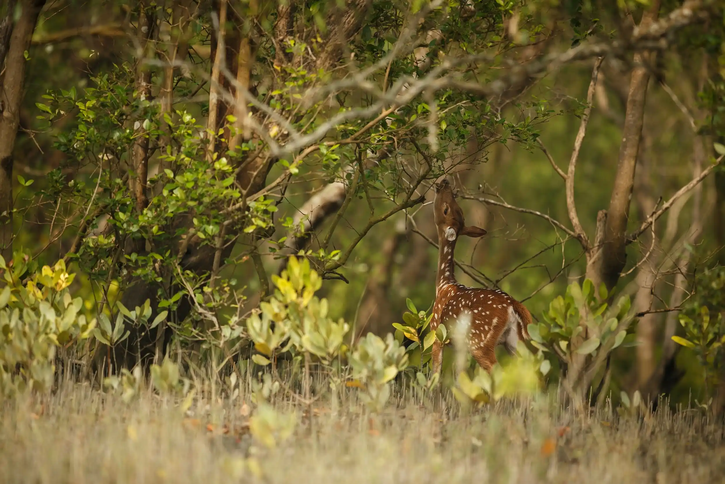 dear in wild munnar