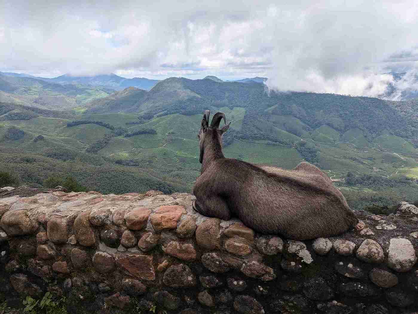 Eravikulam National Park near Munnar