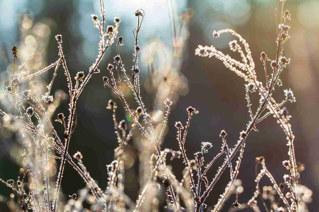 Snowfall in plants of South India