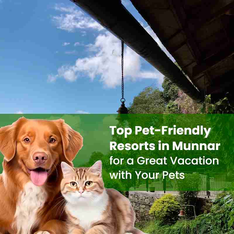 Best Pet-Friendly Resorts in Munnar