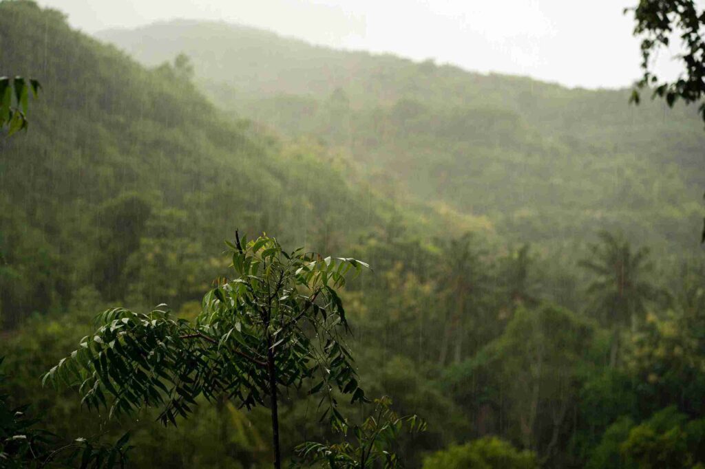 incredible nature in munnar monsoon season