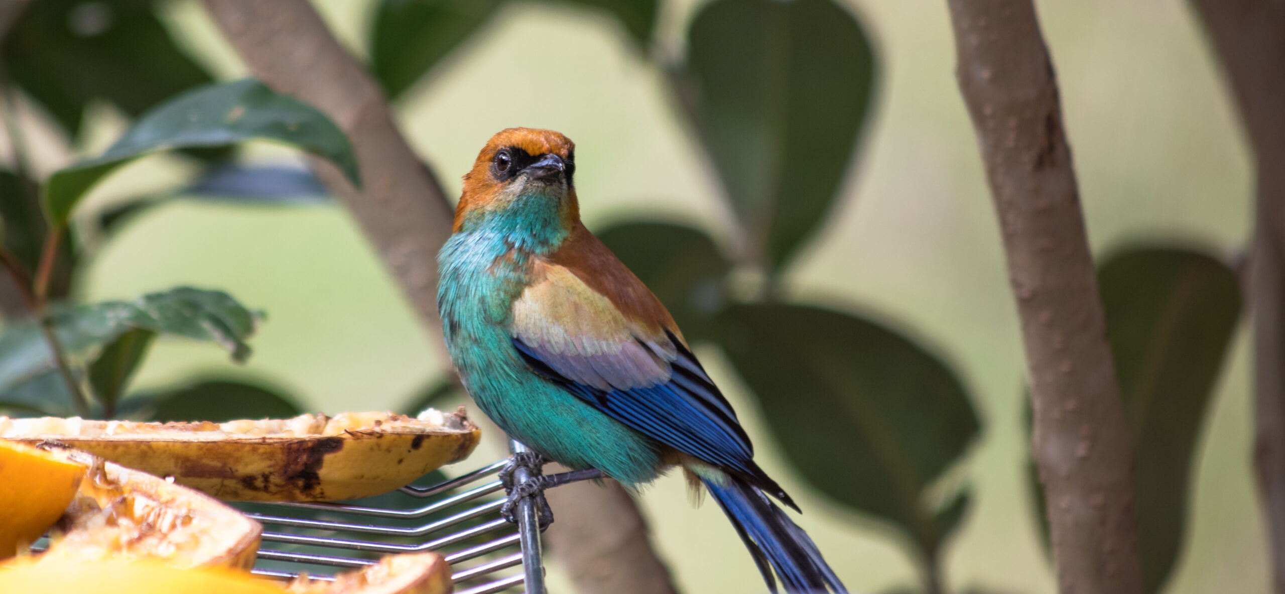 A closeup of a chestnut-backed tanager bird standing on a cooling rack