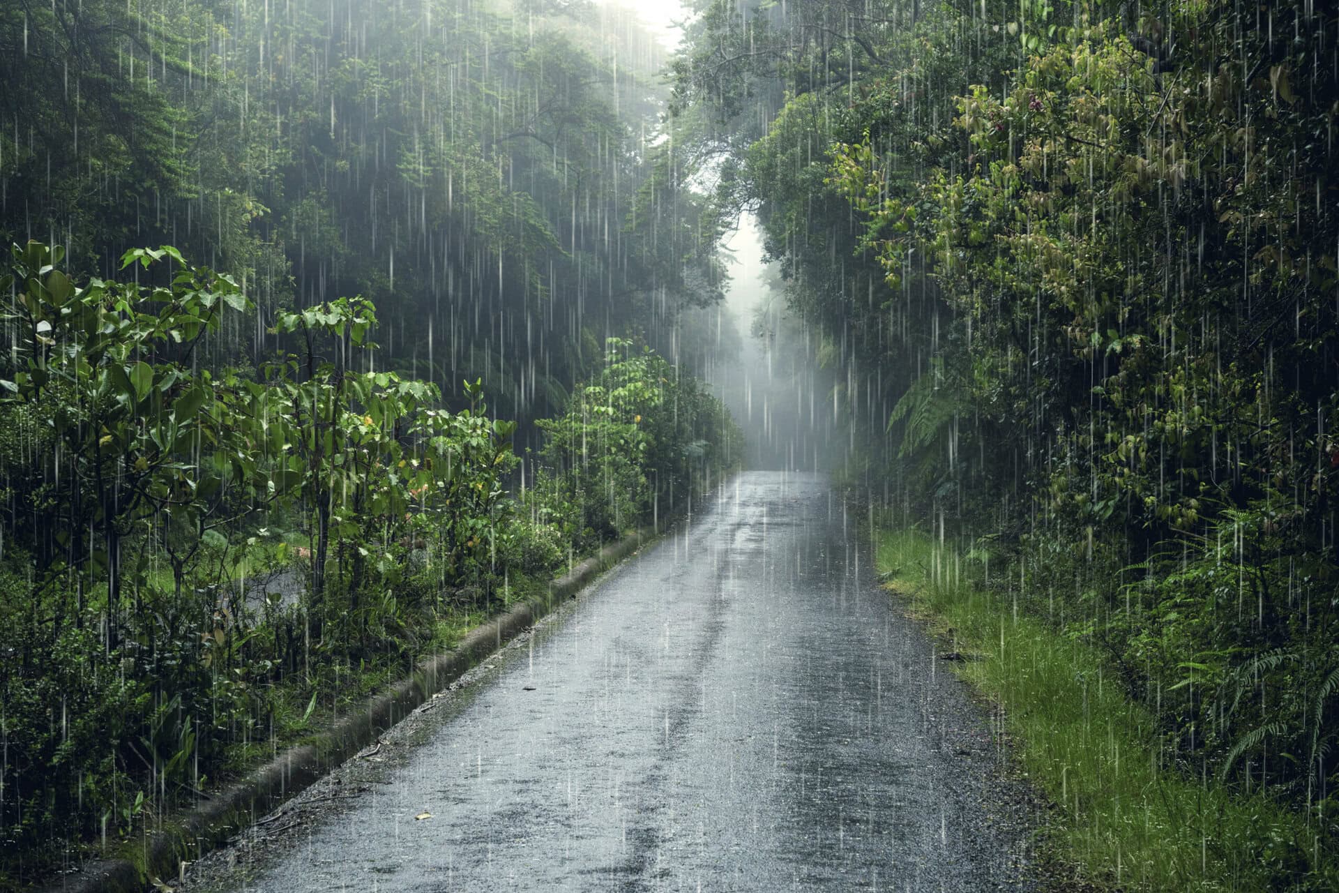 Is It Safe to Travel to Munnar During the Monsoon? Here’s What You Need to Know