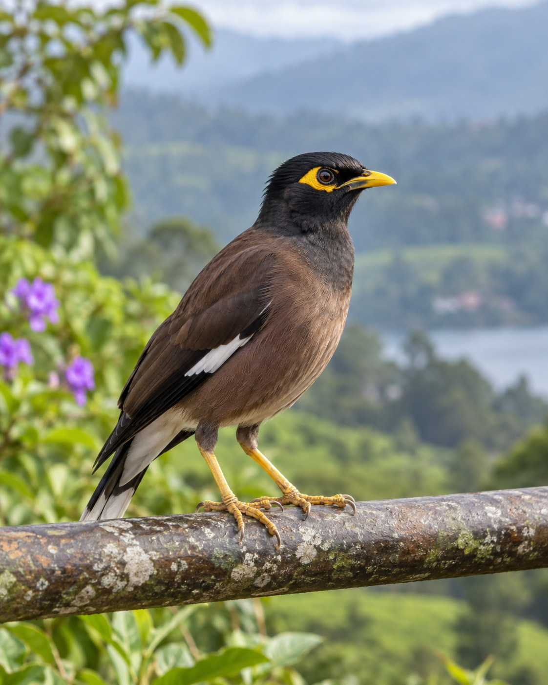 Common Indian Myna at Blackberry Hills