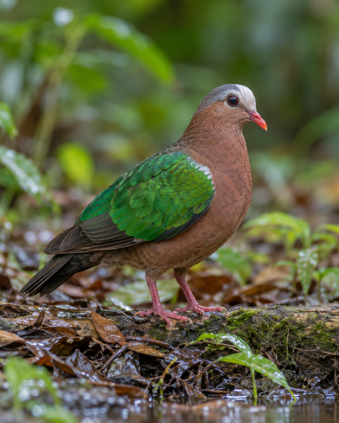 Emerald Dove at Blackberry Hills