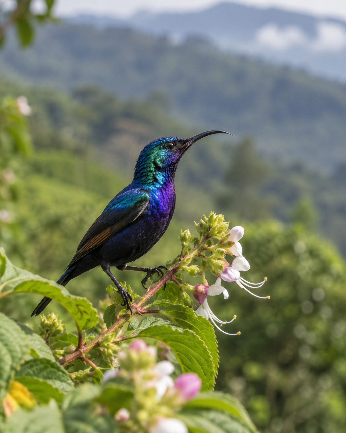 Sunbirds at Blackberry Hills