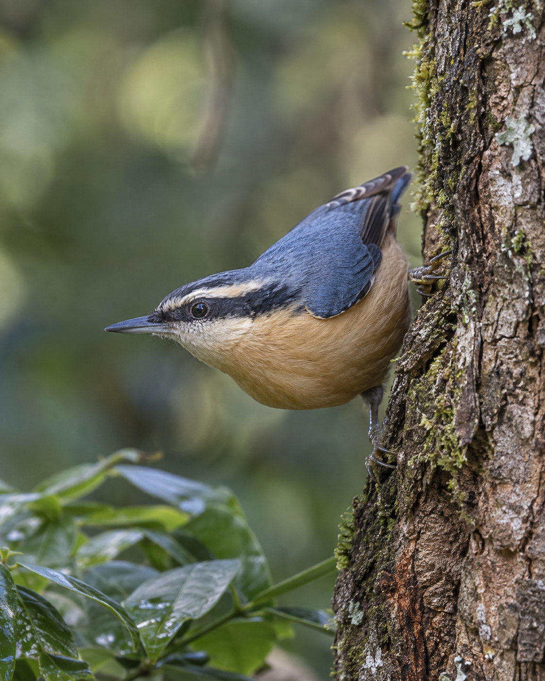 Malabar Whistling Thrush at Blackberry Hills