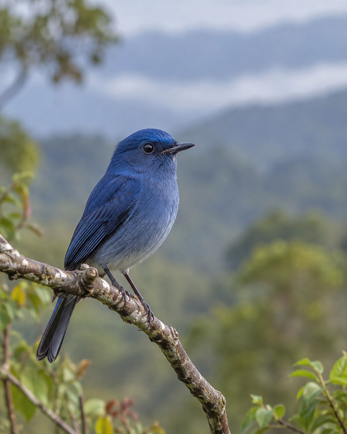 Nilgiri Flycatcher at Blackberry Hills