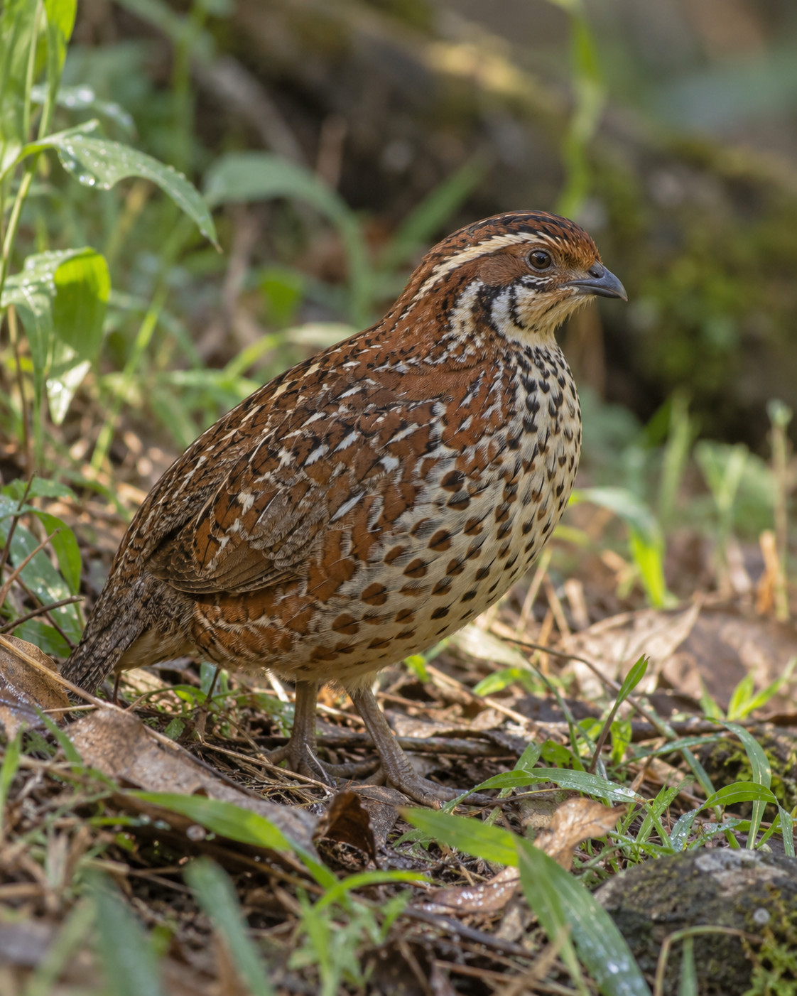 Painted Bush Quail at Blackberry Hills