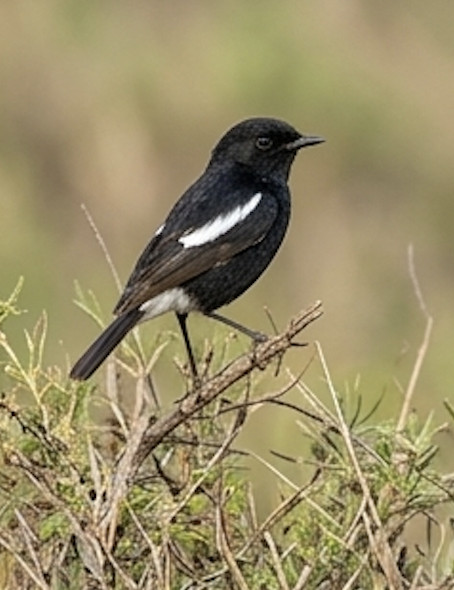 Pied Bush Chat at Blackberry Hills