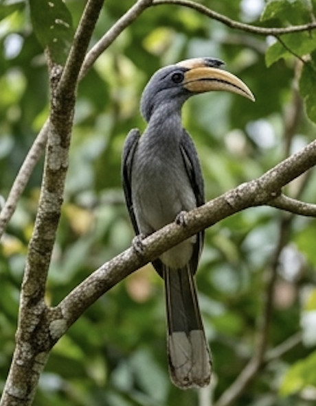 Malabar Grey Hornbill at Blackberry Hills
