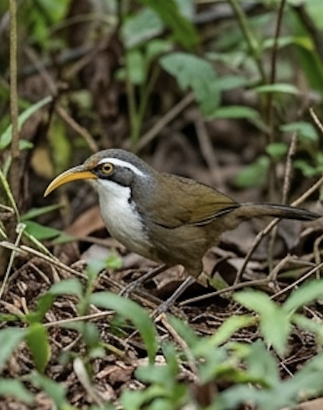 Kerala Scimitar Babbler at Blackberry Hills
