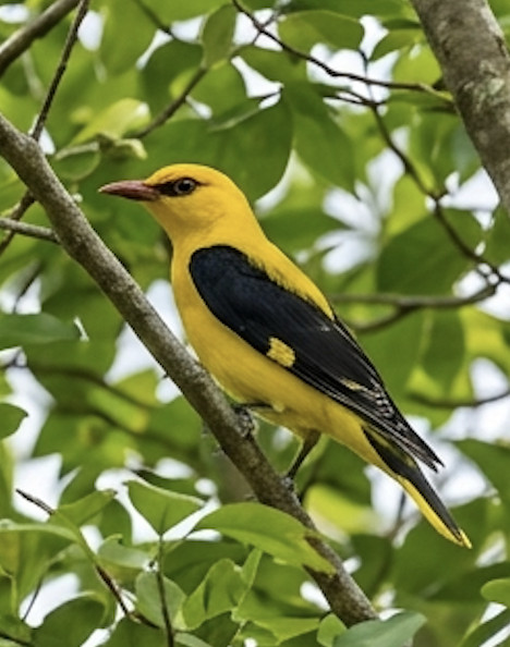 Golden Oriole at Blackberry Hills