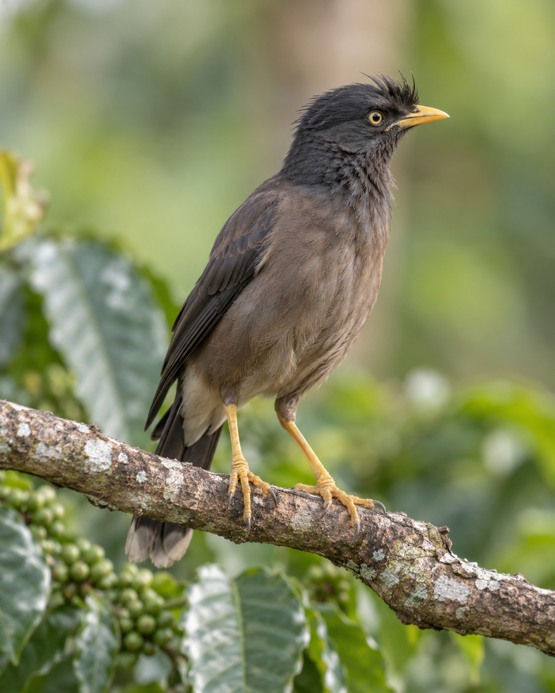 Southern Jungle Myna at Blackberry Hills