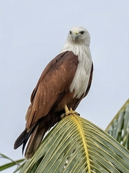 Brahminy Kite at Blackberry Hills