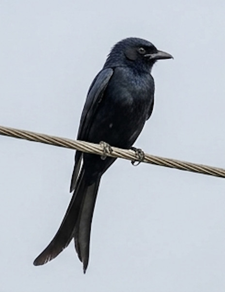 Black Drongo at Blackberry Hills