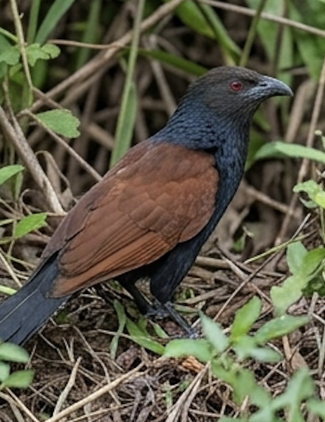 Southern Crow Pheasant at Blackberry Hills