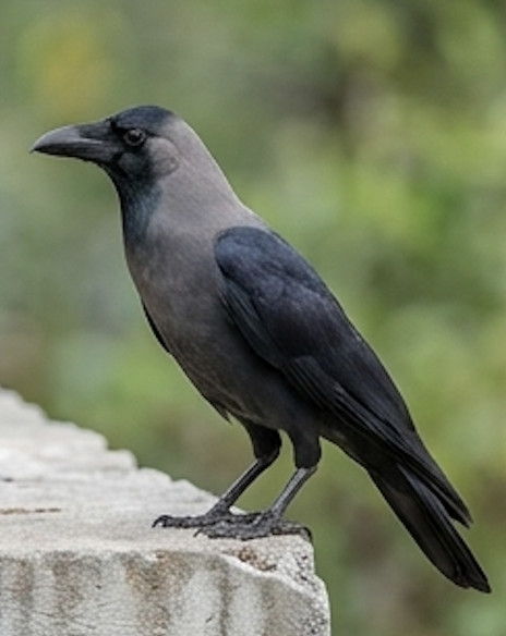 Indian Jungle Crow at Blackberry Hills