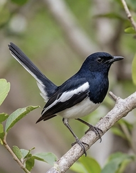 Southern Magpie Robin at Blackberry Hills
