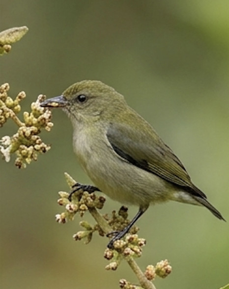 Tickell’s Flowerpecker at Blackberry Hills
