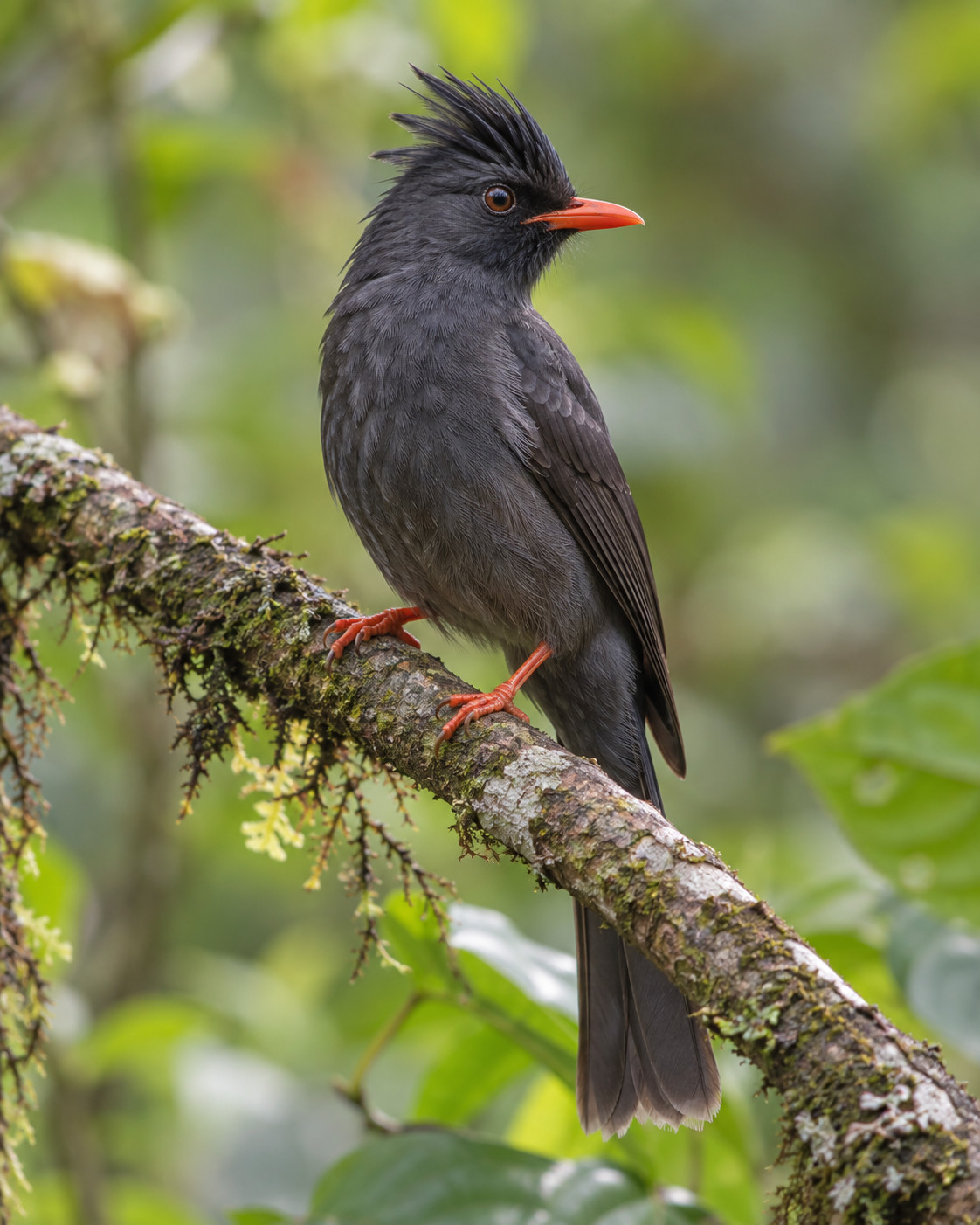 South Indian Black Bulbul at Blackberry Hills