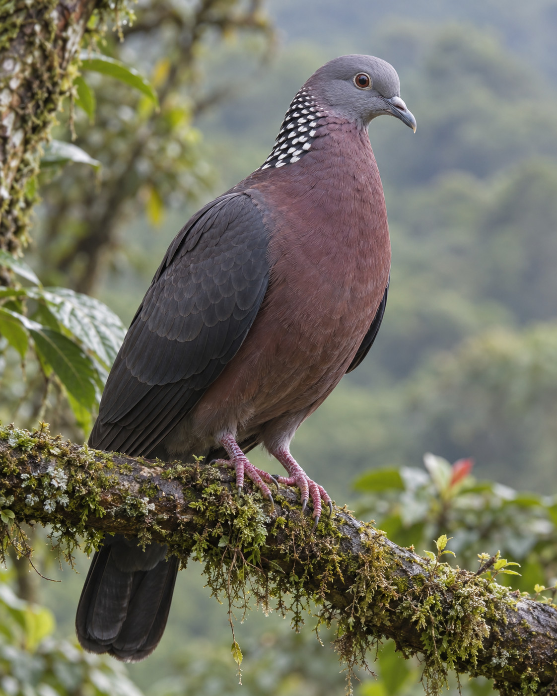 Nilgiri Wood Pigeon at Blackberry Hills