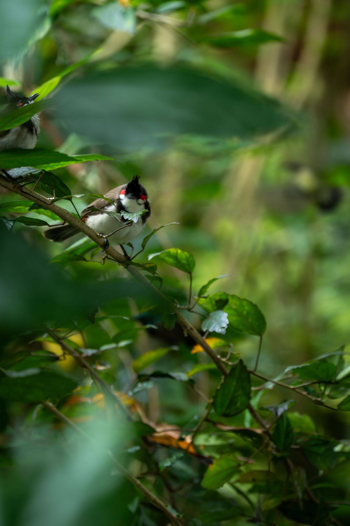 Birdwatching at Blackberry Hills Munnar