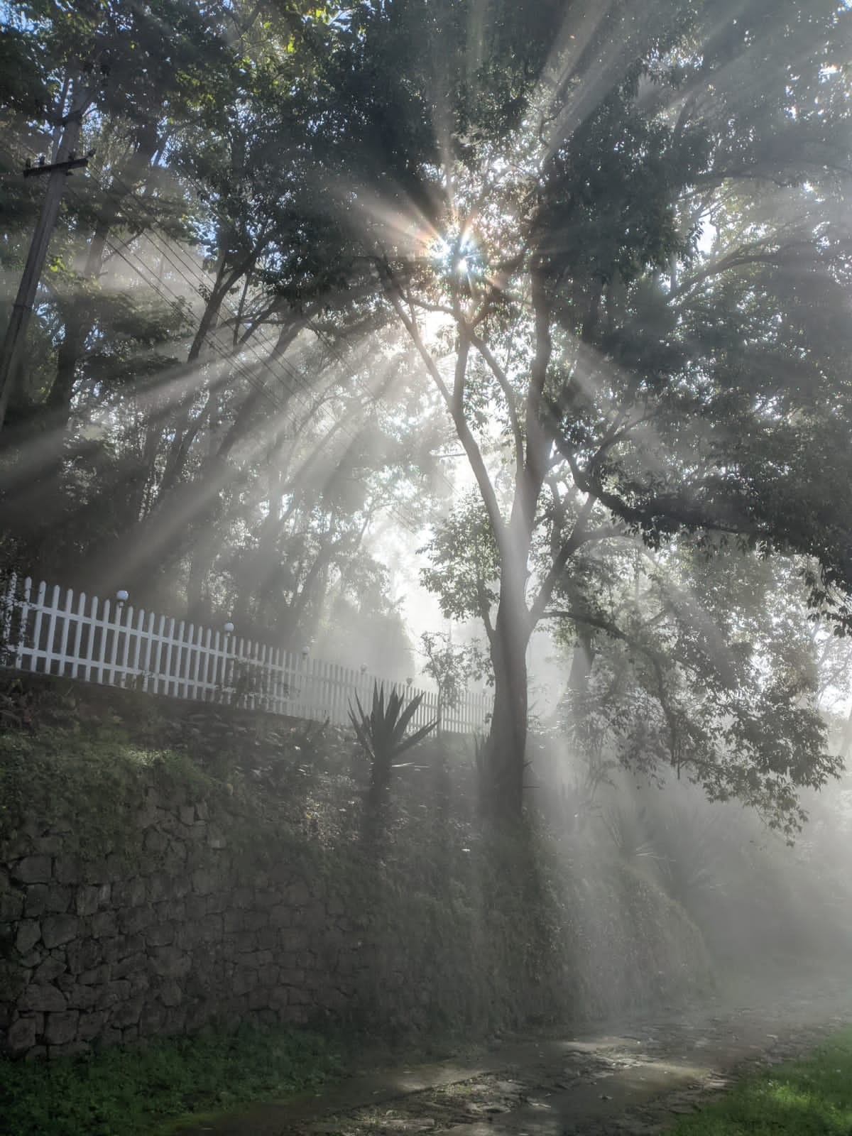 Cloud forest landscape in the Western Ghats