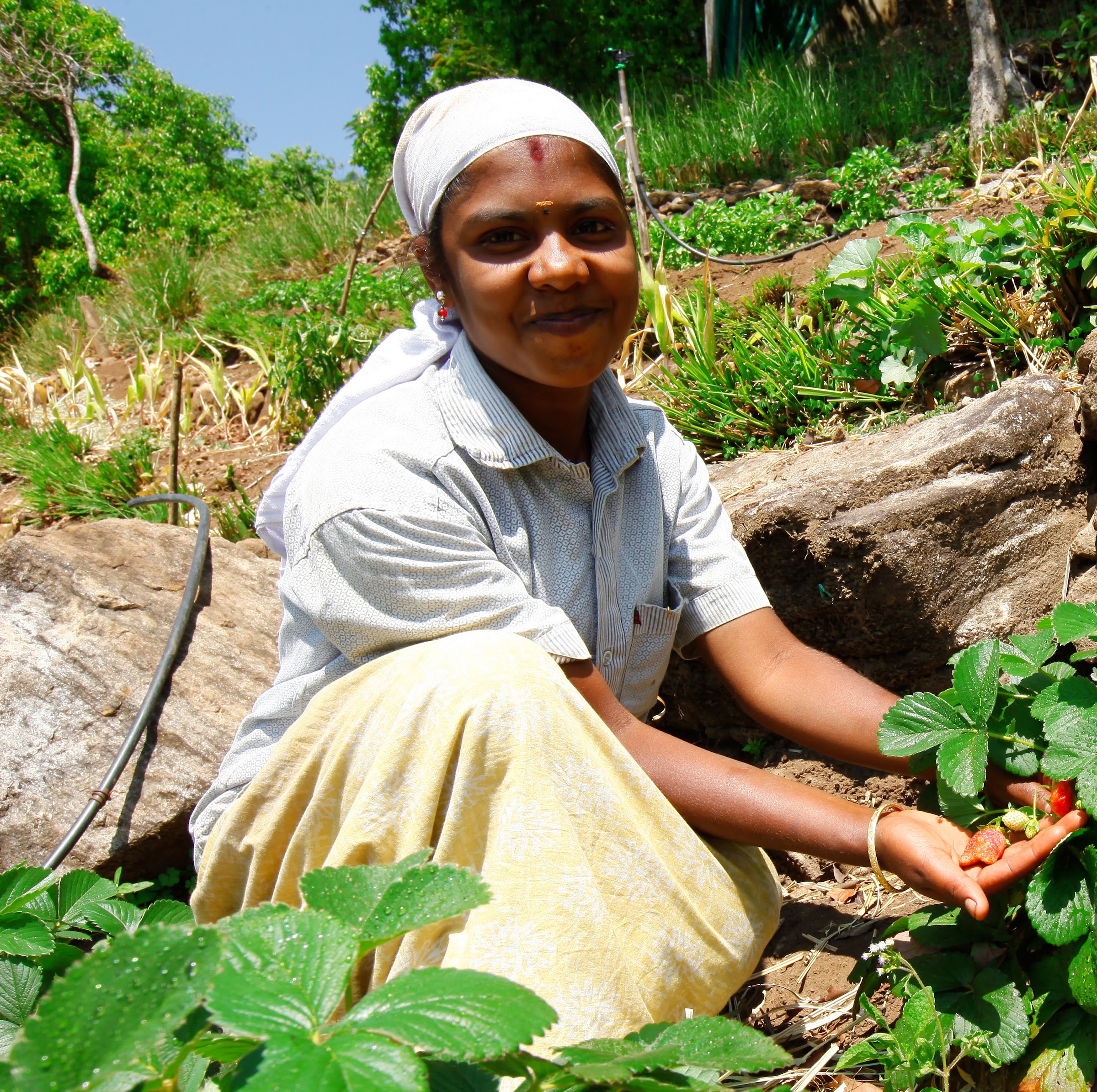 Blackberry Hills team member working in the organic farm