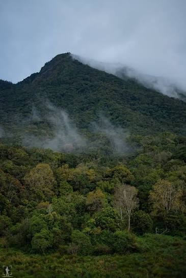 Pambadum Shola National Park near Munnar