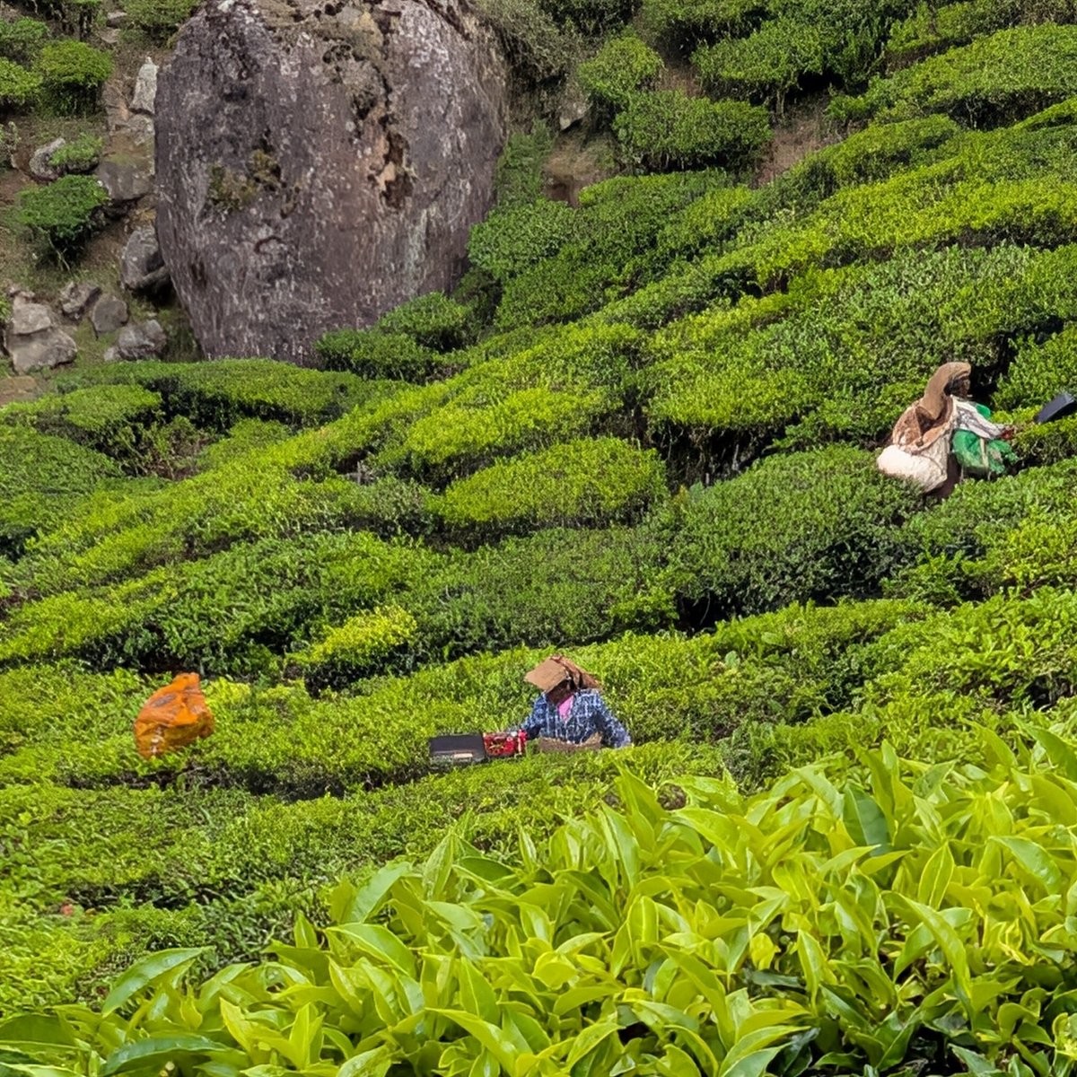 Tea estate landscape in Munnar