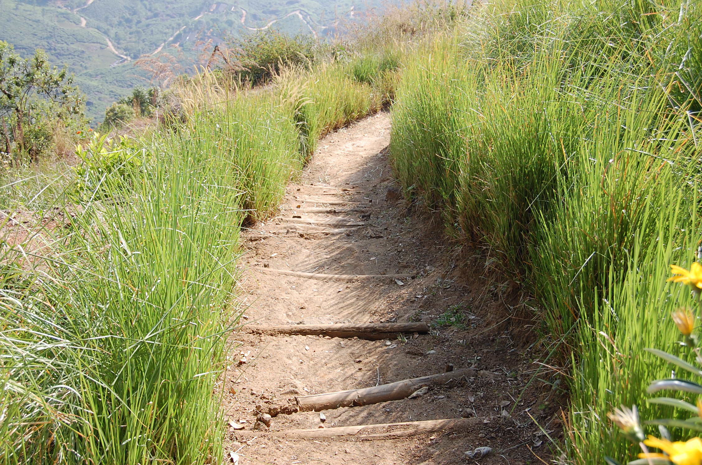 Vetiver-lined trekking trail at Blackberry Hills Munnar